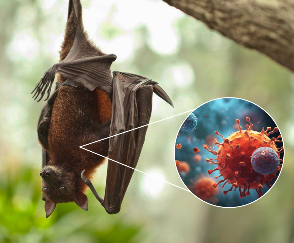 Virus Nipah Kini Jadi Sorotan, Bahayakah?